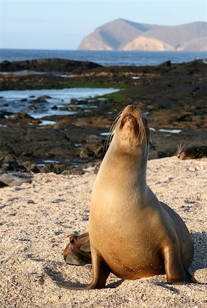 Sea Lion resting on the sandy beach of the Galapagos Islands Stock Photo - Budget Royalty-Free & Subscription, Code: 400-04533217