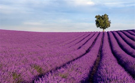 simsearch:400-05162269,k - Image shows a  rich lavender field in Provence, France, with a lone tree in the background Stock Photo - Budget Royalty-Free & Subscription, Code: 400-04533233