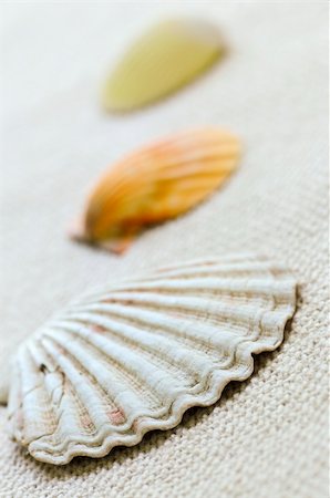 simsearch:400-04406446,k - Background of several colorful seashells close up Stock Photo - Budget Royalty-Free & Subscription, Code: 400-04533485