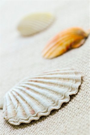 simsearch:400-04406446,k - Background of several colorful seashells close up Stock Photo - Budget Royalty-Free & Subscription, Code: 400-04533486