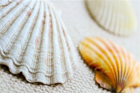 simsearch:400-04406446,k - Background of several colorful seashells close up Stock Photo - Budget Royalty-Free & Subscription, Code: 400-04533487