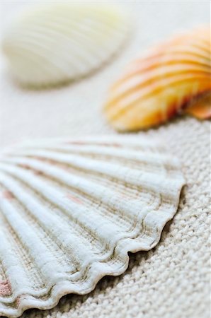 simsearch:400-04406446,k - Background of several colorful seashells close up Stock Photo - Budget Royalty-Free & Subscription, Code: 400-04533488