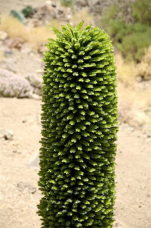 typical green plant near teide volcano at tenerife island spain Stock Photo - Budget Royalty-Free & Subscription, Code: 400-04533533