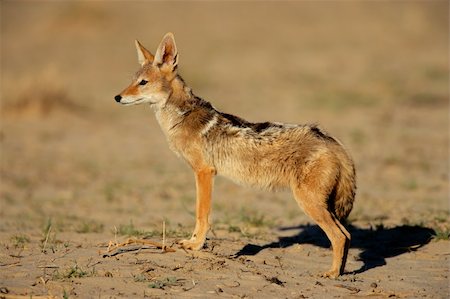 Alert black-backed Jackal (Canis mesomelas), Kalahari desert, South Africa Stock Photo - Budget Royalty-Free & Subscription, Code: 400-04533943