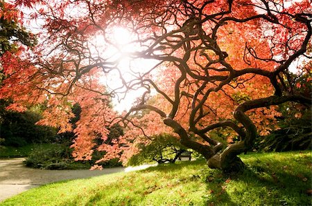 simsearch:400-08790052,k - Japanese maple tree. Stockbilder - Microstock & Abonnement, Bildnummer: 400-04544188