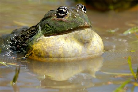Male African giant bullfrog (Pyxicephalus adspersus) calling, South Africa Stock Photo - Budget Royalty-Free & Subscription, Code: 400-04544394