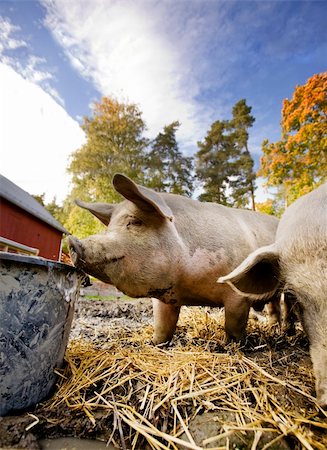 piglet humor - A curious pig at a watering bowl Stock Photo - Budget Royalty-Free & Subscription, Code: 400-04545000