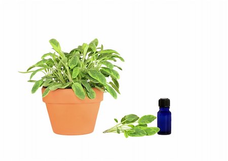 simsearch:400-04544414,k - Herb sage growing in a terracotta pot with specimen leaf sprig and a blue essential oil glass bottle,  over white background. (Icterina salvia) Stock Photo - Budget Royalty-Free & Subscription, Code: 400-04545259