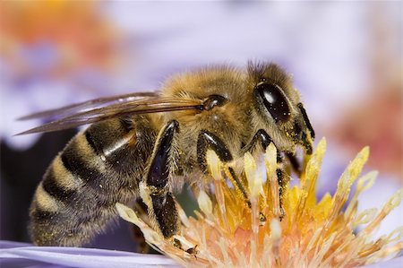 simsearch:400-04593284,k - Extreme macro of a working bee on flower Foto de stock - Super Valor sin royalties y Suscripción, Código: 400-04545480
