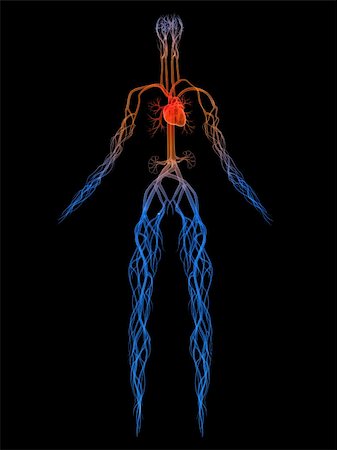 sistema circulatório - 3d rendered anatomy illustration of a human body shape with vascular system Foto de stock - Royalty-Free Super Valor e Assinatura, Número: 400-04545714