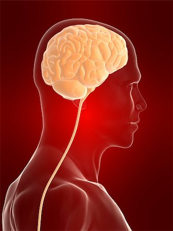 simsearch:400-08294547,k - 3d rendered anatomy illustration of a male head shape with brain Stockbilder - Microstock & Abonnement, Bildnummer: 400-04545732