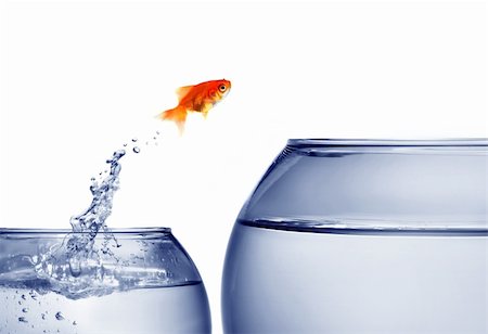 goldfish jumping out of the water Stock Photo - Budget Royalty-Free & Subscription, Code: 400-04545787