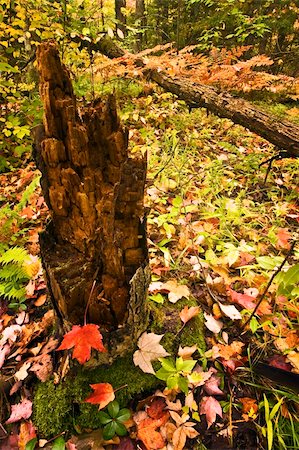 A tree stump in the forest is surrounded by colorful autumn leaves. Stock Photo - Budget Royalty-Free & Subscription, Code: 400-04545814