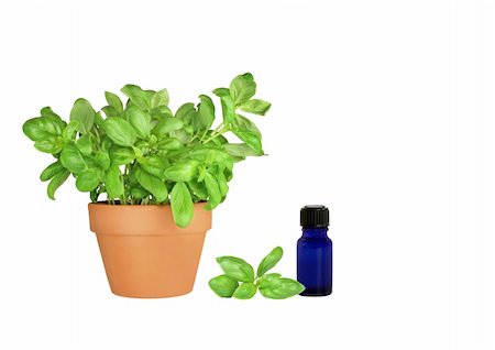 simsearch:400-04052014,k - Herb basil growing in a terracotta pot with specimen leaf and aromatherapy essential oil blue glass bottle. Over white background. Stockbilder - Microstock & Abonnement, Bildnummer: 400-04545910