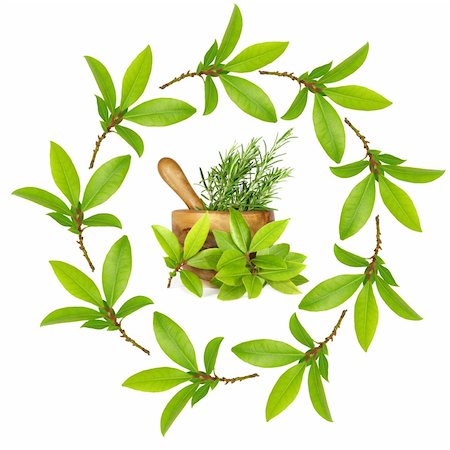 simsearch:400-05381074,k - Bay leaf herb garland with pestle and mortar, filled with rosemary with bay leaves. Over a white background. Stock Photo - Budget Royalty-Free & Subscription, Code: 400-04545911