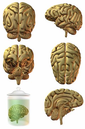 simsearch:400-07984242,k - 3D Render of an Human Brain Stock Photo - Budget Royalty-Free & Subscription, Code: 400-04546065