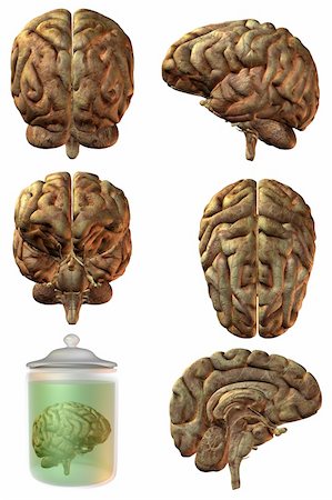 simsearch:400-07984242,k - 3D Render of an Human Brain Stock Photo - Budget Royalty-Free & Subscription, Code: 400-04546066