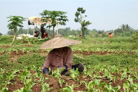simsearch:400-05253435,k - Indonesian Vegetable field workerss Photographie de stock - Aubaine LD & Abonnement, Code: 400-04546186