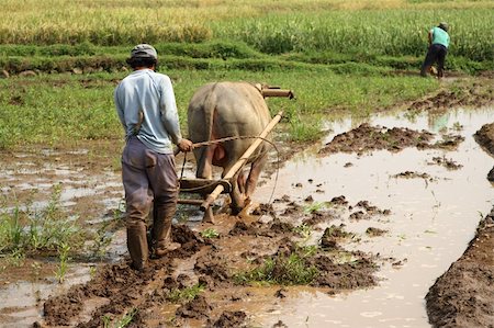Indonesian Rice field workers Stock Photo - Budget Royalty-Free & Subscription, Code: 400-04546187