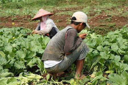 Indonesian Vegetable field workerss Photographie de stock - Aubaine LD & Abonnement, Code: 400-04546181