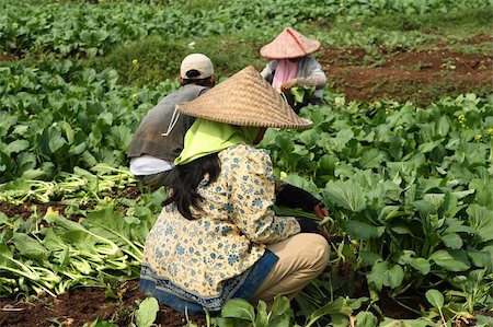 Indonesian Vegetable field workerss Photographie de stock - Aubaine LD & Abonnement, Code: 400-04546182