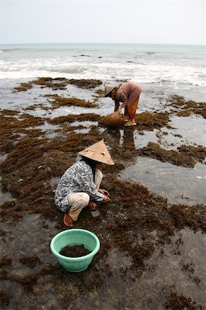 Workers piking a seaweed Stock Photo - Budget Royalty-Free & Subscription, Code: 400-04546190