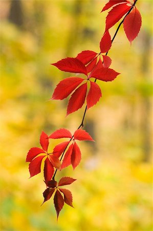 parra virgen - Virginia creeper - red autumn leaves on yellow. Foto de stock - Super Valor sin royalties y Suscripción, Código: 400-04546296