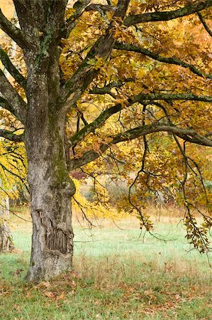 A tree that seems to always be smiling is showing off the fall colors. Stock Photo - Budget Royalty-Free & Subscription, Code: 400-04546428