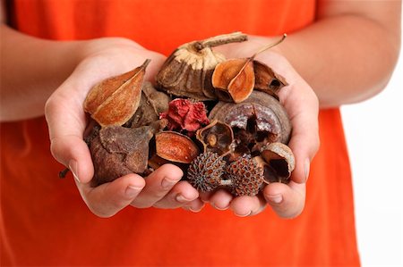 Potpourri is a  scented mixture of dried, naturally fragrant plant materials such as seeds, dried flowers, bark, nuts, leaves and cones. Stock Photo - Budget Royalty-Free & Subscription, Code: 400-04546557