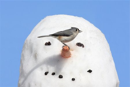 simsearch:400-04085919,k - Tufted Titmouse (baeolophus bicolor) on a snowman Foto de stock - Super Valor sin royalties y Suscripción, Código: 400-04546925