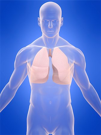 3d rendered anantomy illustration of a transparent body with lung Stock Photo - Budget Royalty-Free & Subscription, Code: 400-04547953