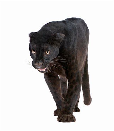 Black Leopard (6 years) in front of a white background Stock Photo - Budget Royalty-Free & Subscription, Code: 400-04548795