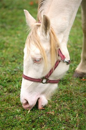 simsearch:400-04323874,k - Albino horse Foto de stock - Royalty-Free Super Valor e Assinatura, Número: 400-04549104