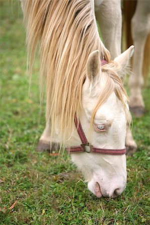 simsearch:400-04323874,k - Albino horse Foto de stock - Royalty-Free Super Valor e Assinatura, Número: 400-04549103