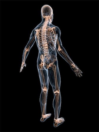 simsearch:400-04008303,k - 3d rendered anatomy illustration of a transparent body with skeletal system Stockbilder - Microstock & Abonnement, Bildnummer: 400-04549733