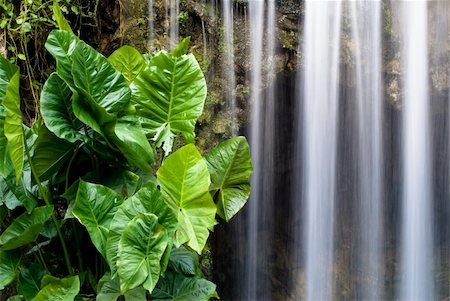 simsearch:400-04904211,k - refreshing waterfall from mountain with green plant Fotografie stock - Microstock e Abbonamento, Codice: 400-04549833