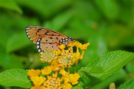 pupitre - plain tiger butterfly in the parks Stock Photo - Budget Royalty-Free & Subscription, Code: 400-04540371