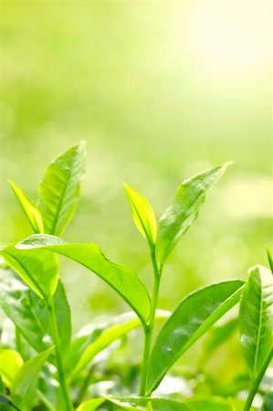 simsearch:400-06921179,k - Tea Leaf with Plantation in the Background (Morning) Fotografie stock - Microstock e Abbonamento, Codice: 400-04540803