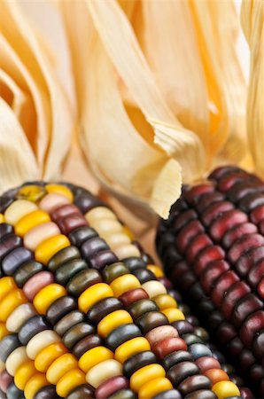 Two cobs of indian corn close up Stockbilder - Microstock & Abonnement, Bildnummer: 400-04540810