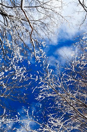 simsearch:400-03987371,k - Winter tree tops covered with fresh snow on blue sky background Foto de stock - Super Valor sin royalties y Suscripción, Código: 400-04540845