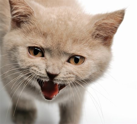 Cat. Cry an animal of the cat's breed Stock Photo - Budget Royalty-Free & Subscription, Code: 400-04541075