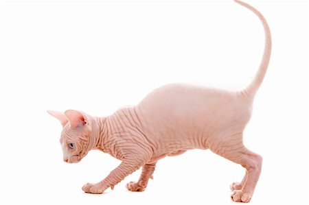 egyptian sphynx cat - Young sphinx kitten on isolated white - bold and cute Photographie de stock - Aubaine LD & Abonnement, Code: 400-04541462