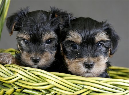 simsearch:400-04779959,k - Two puppies of the yorkshire terrier in a green basket Foto de stock - Super Valor sin royalties y Suscripción, Código: 400-04541642