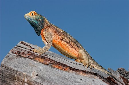 simsearch:400-03934181,k - Male ground agama (Agama aculeata) in bright breeding colors, Kalahari desert, South Africa Stock Photo - Budget Royalty-Free & Subscription, Code: 400-04542134