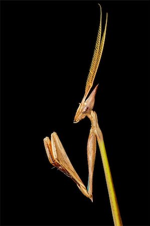 simsearch:400-04282037,k - Close-up portrait of a cone-headed mantid (Idolomorpha dentifrons) on black, southern Africa Stock Photo - Budget Royalty-Free & Subscription, Code: 400-04542132