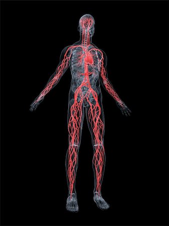 3d rendered anatomy illustration of a human body shape with vascular system Stock Photo - Budget Royalty-Free & Subscription, Code: 400-04542420