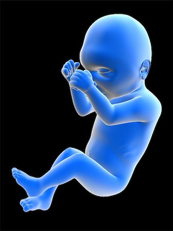 simsearch:400-06567245,k - 3d rendered illustration of a human fetus Stockbilder - Microstock & Abonnement, Bildnummer: 400-04542449