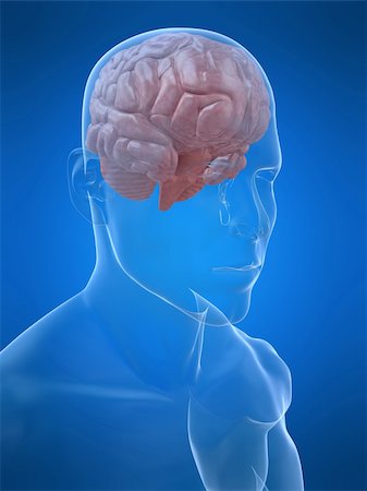 subconscious - 3d rendered anatomy illustration of a human head shape with brain Stock Photo - Budget Royalty-Free & Subscription, Code: 400-04542486