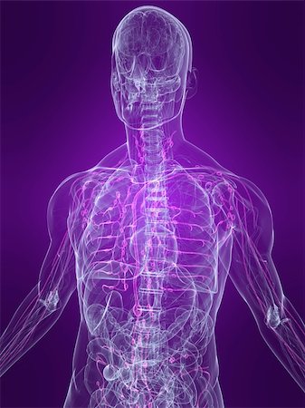 simsearch:400-04069227,k - 3d rendered anatomy illustration of a human body shape with marked lymphatic system Stockbilder - Microstock & Abonnement, Bildnummer: 400-04542559