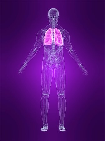 3d rendered anatomy illustration of a human body shape with marked lung Stock Photo - Budget Royalty-Free & Subscription, Code: 400-04542562